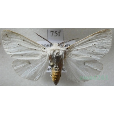 Spilosoma lubricipeda (Linnaeus, 1758) Szewnica miętówka Czech75f